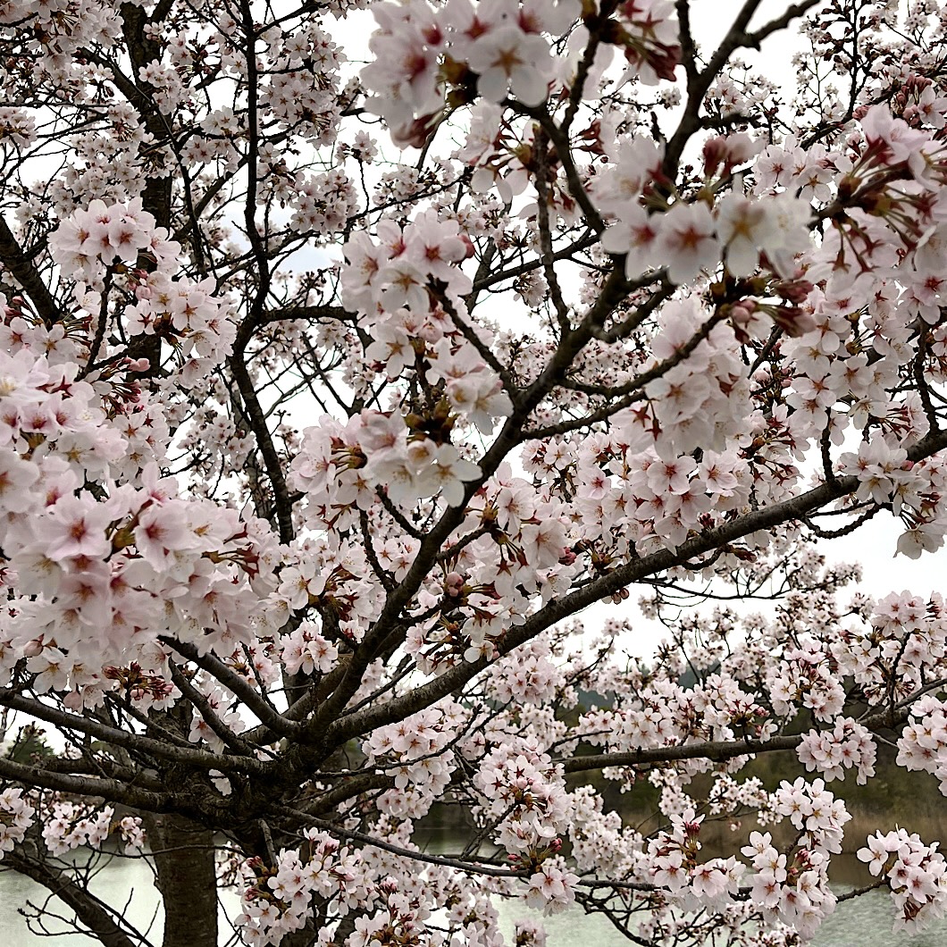 IMG_2024-04-12-141243