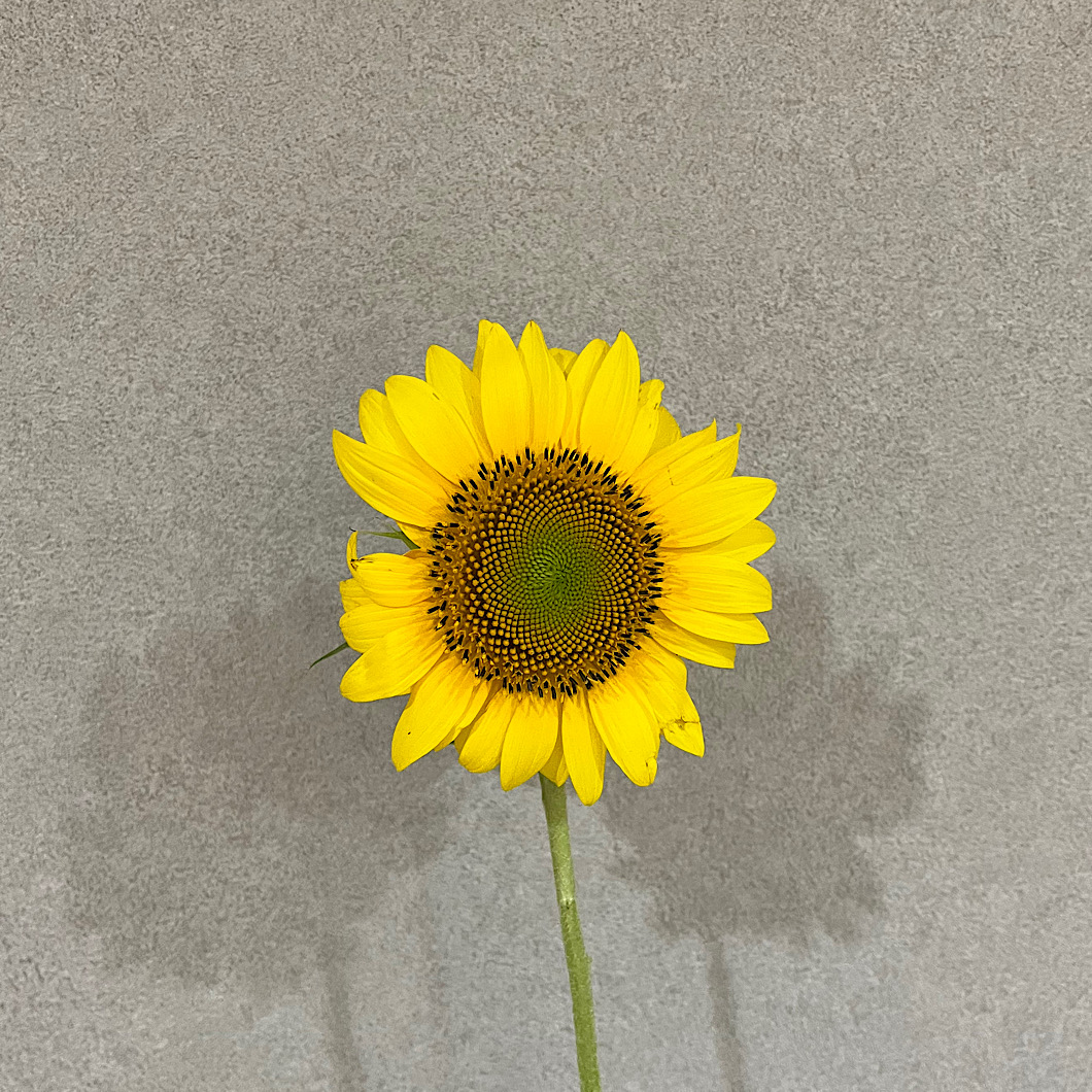 IMG_2024-07-04-175625