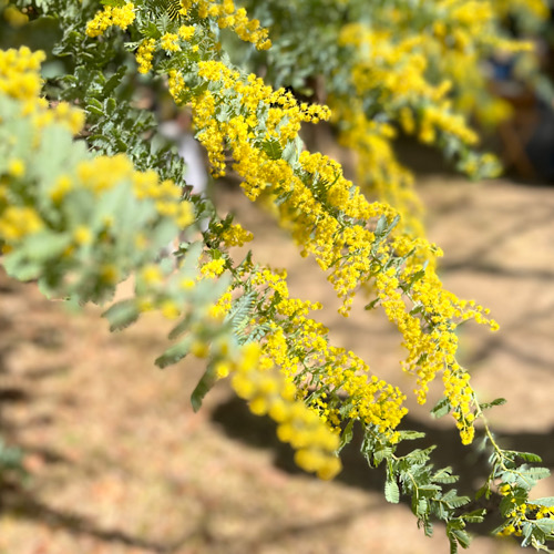 ブログ画像446170