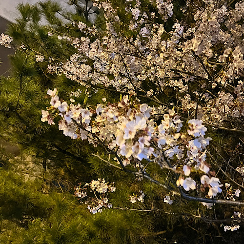 ブログ画像446327