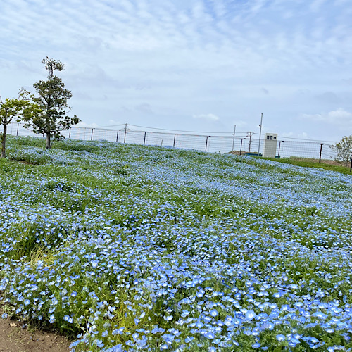 ブログ画像446459